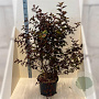 Physocarpus opulif. Diable d'Or 125-150 cm 20L
