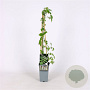 Rubus cockburnianus 70 cm 2,0L