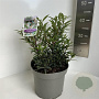 Sarcococca h. Purple Gem 25-30 cm 5,0L