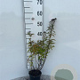Spiraea jap. 'Dart's Red' 25-30 cm C1.3
