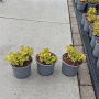 Spiraea jap. 'Goldflame' plantgoed C1.3