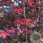 Sycoparrotia semidec. 'Purple Haze' 100-125 cm 20L