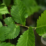 Ulmus laevis 80-120 cm wortelgoed
