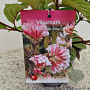 Viburnum bodn. 'Dawn' 50-60 cm 2,5L met stok