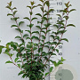 Viburnum bodn. 'Dawn' 80-100 cm 10L