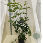 Viburnum opulus 'Roseum' 175-200 cm 10L