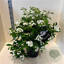 Viburnum plic. 'Watanabe' 60-80 cm 10L
