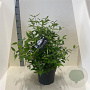 Viburnum plic. 'Watanabe' 80-100 cm 10L
