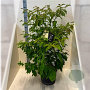 Cornus controversa 125-150 cm 20L meerstammig