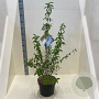 Cornus mas 100-125 cm 10L meerstammig