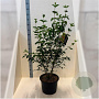 Cornus mas 150-175 cm 20L meerstammig