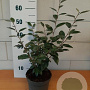 Elaeagnus ebbingei GM C3