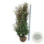Elaeagnus ebb. 'Compacta' 175-200 cm draadkluit extra