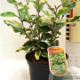 Elaeagnus ebb. 'Viveleg' 40-60 cm 5,0L