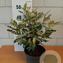 Elaeagnus ebb. 'Viveleg' GM C3