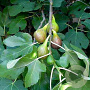 Ficus car. 'Brown Turkey' 20-40 cm 3,0L