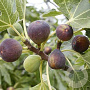 Ficus car. 'Rouge de Bordeaux' 20-40 cm 3,0L
