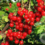 Ribes rubrum (red) 70 cm 2,0L