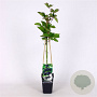 Rubus frut. 'Jumbo' 70 cm 2,0L