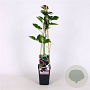 Rubus frut. 'Navaho' 70 cm 2,0L