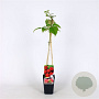 Rubus idaeus 'Malling Promise' 70 cm 2,0L