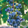 Vaccinium c. 'Jersey' 50-80 cm 2,0L