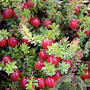 Vaccinium macrocarpon 'Stevens' 20-30 cm 3,0L