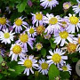 Aster ageratoides 'Asmo' GM  P11