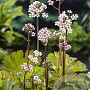 Darmera peltata GM  P11