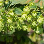 Humulus lupulus 80 cm rozenpot 2L