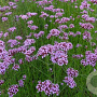 Verbena bonariensis plantgoed P9