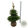 Abies koreana 100-125 cm met kluit extra