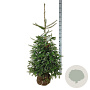 Abies koreana 125-150 cm met kluit extra