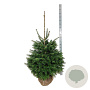 Abies nordmanniana 125-150 cm met kluit extra