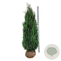 Chamaecyparis l. 'Columnaris' 180-200 cm met kluit extra