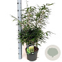 Fargesia robusta 'Formidable' 80-100 cm 5,0L
