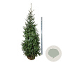Picea omorika 200-225 cm met kluit extra