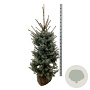 Picea pungens 'Edith' 125-150 cm met kluit extra