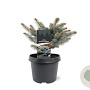 Picea pungens 'Glauca Globosa' 20-25 cm 3,0L