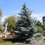Picea pungens 'Hoopsii' 40-50 cm 5,0L