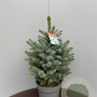 Picea pungens 'Super Blue' 80-100 cm met kluit extra
