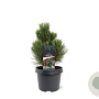Pinus heldreichii 'Compact Gem' 25-30 cm 3,5L