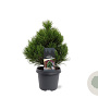 Pinus heldreichii 'Compact Gem' 30-40 cm 5,0L