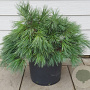 Pinus strobus 150-175 cm draadkluit extra