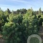 Pinus sylvestris 125-150 cm draadkluit extra