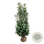 Prunus l. 'Caucasica' 200-225 cm met kluit extra