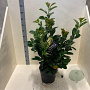 Prunus l. Etna 60-80 cm 10L