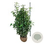 Prunus l. Genolia 150-175 cm met kluit extra