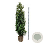 Prunus l. Genolia 200-225 cm met kluit extra