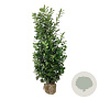 Prunus l. 'Novita' 200-225 cm met kluit extra